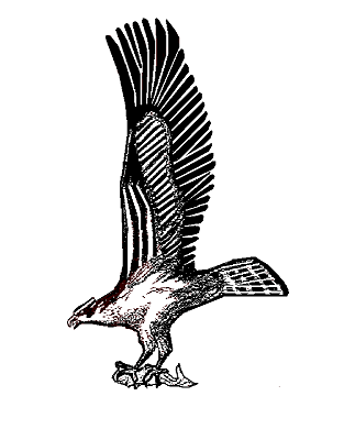 <script type="text/javascript">